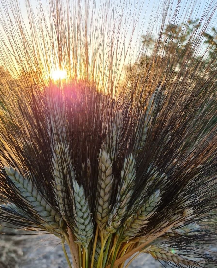 Karakılçık Bulguru