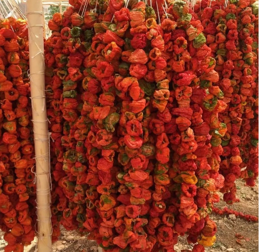 Dolmalık Kuru Biber