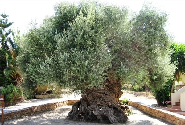 Zeytin Ağacının Mitolojik Hikayesi