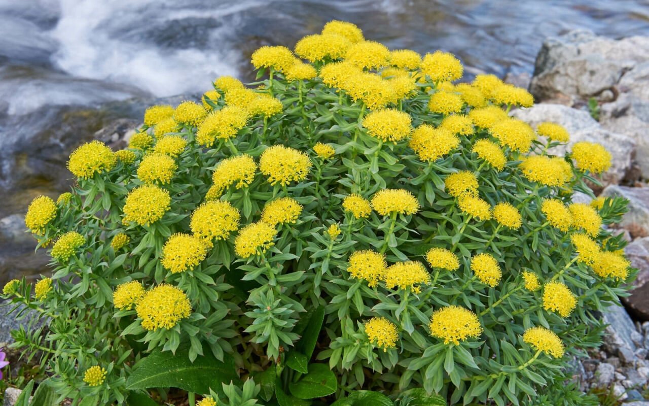 RODİOLA Rhodiola Rooth (Altın Kök) 