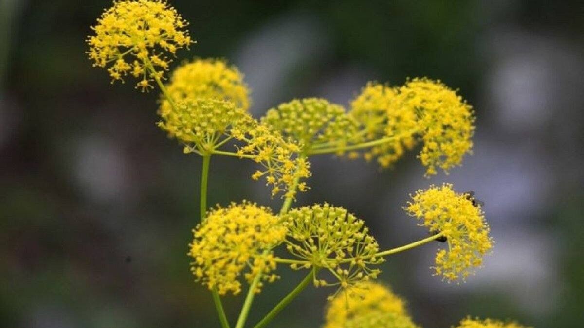 Ferula elaeochytris  Çakşır ve Sperm Kalitesi Hakkında Araştırmalar