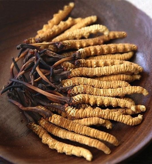 Cordyceps sinensis (tırtıl mantarı )ve Sperm Kalitesi