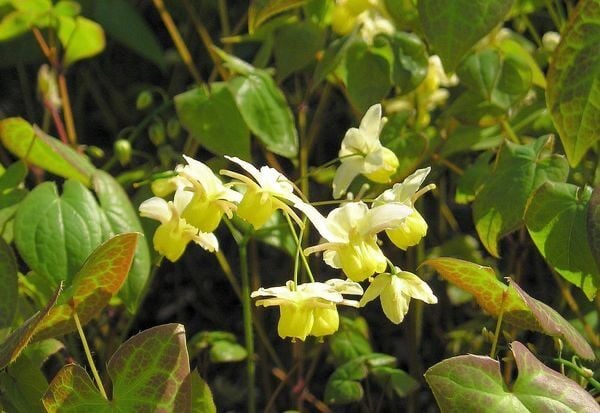 Epimedium Sperm Kalitesi 