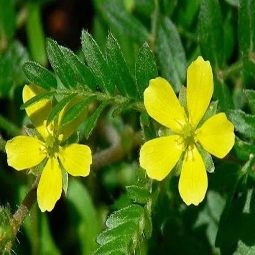 Tribulus Terrestris ve Sperm Kalitesi