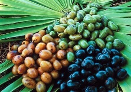 Saw Palmetto ve Sperm Kalitesi