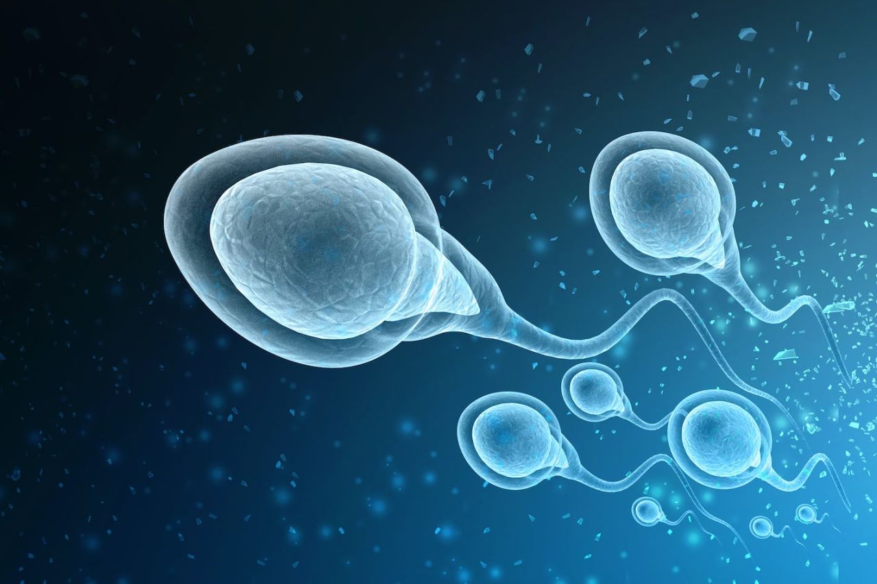 sperm için  bitkisel destekler  2
