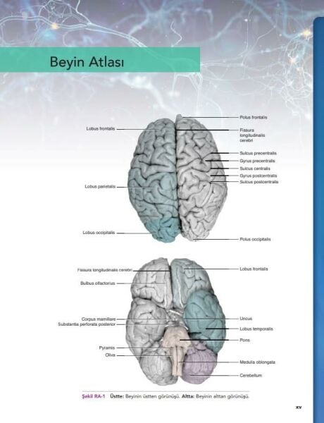 Snell Klinik Nöroanatomi