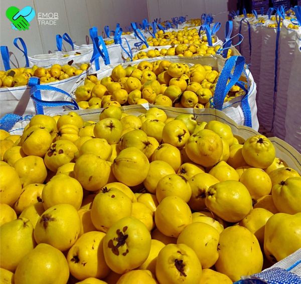 QUINCE - 25 TONS | CFR