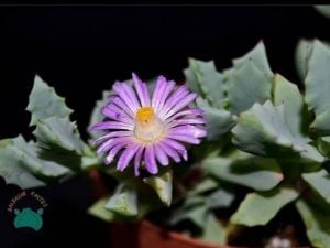 Oscularia Deltoides Sukulent - Pembe Buz Çiçeği