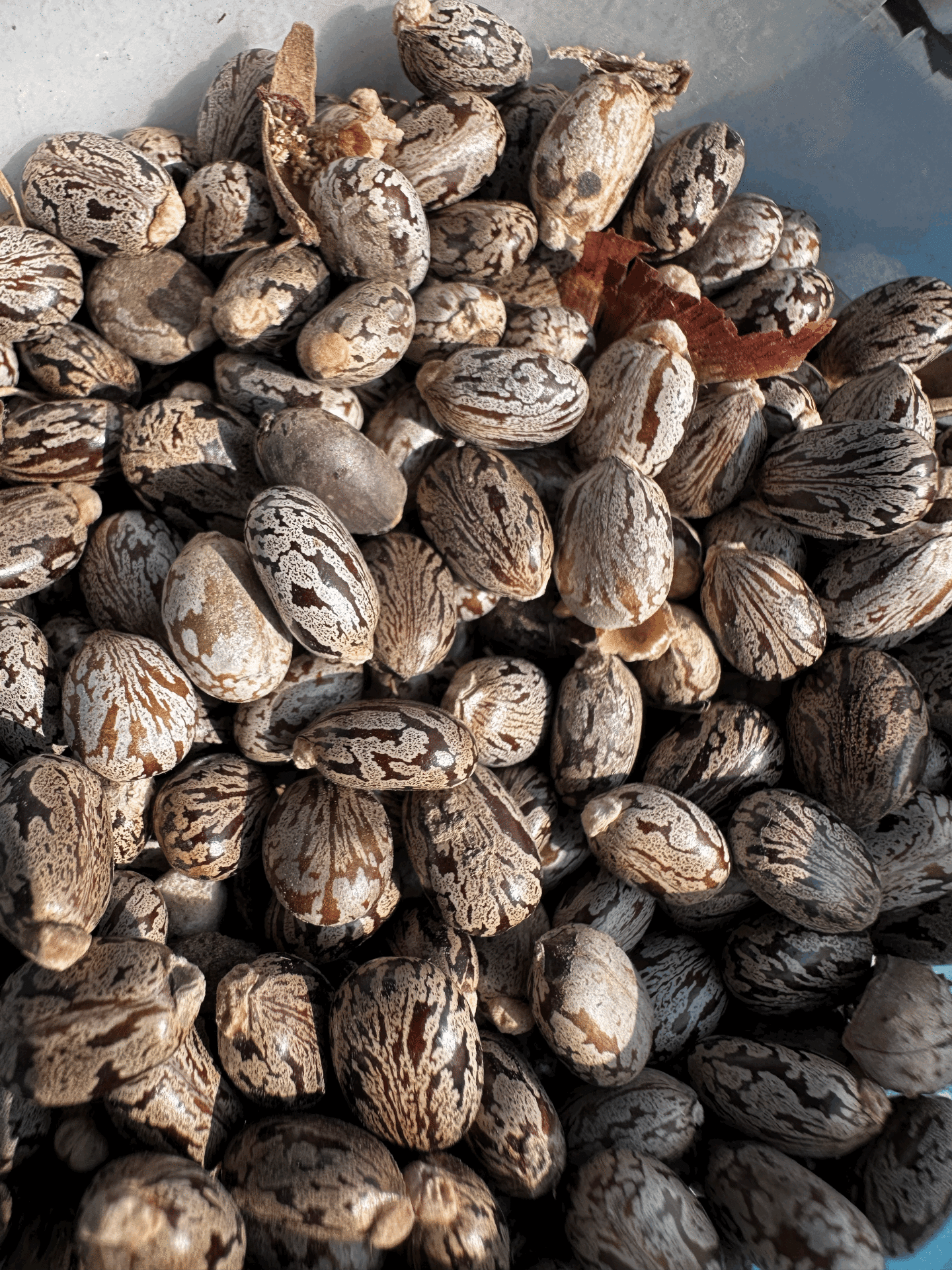 Hint Yağı Tohumu 6 adet (Ricinus communis)