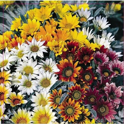 Arzuman Meramlı Kız (Gazania Splendens) Çiçek Tohumu 20 Adet