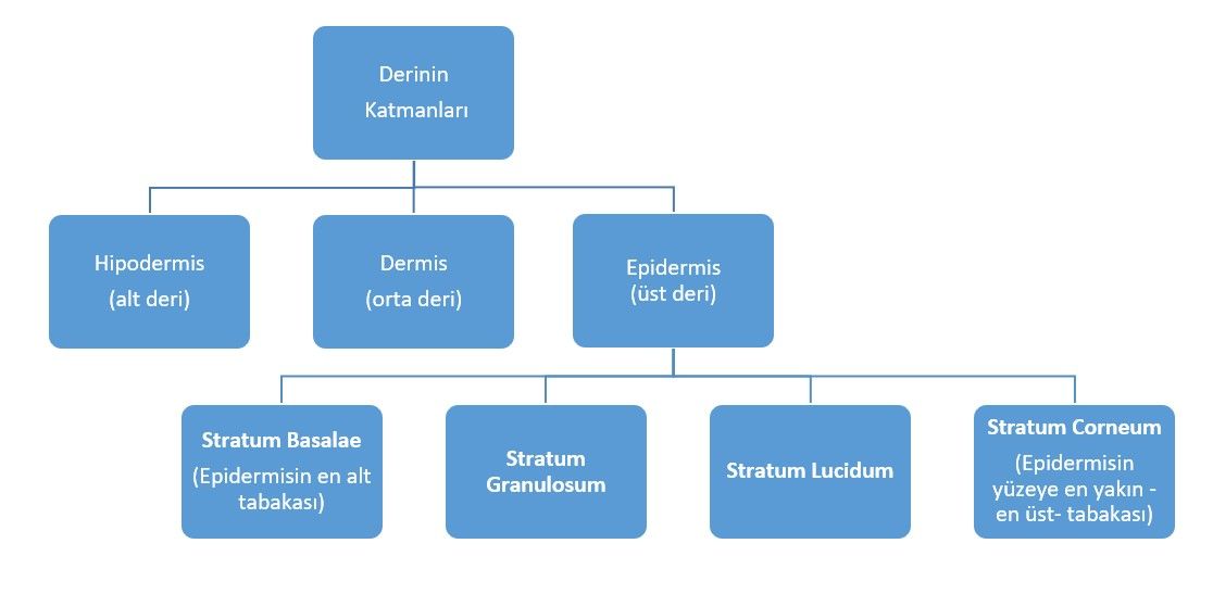AHA VE BHA NEDİR?