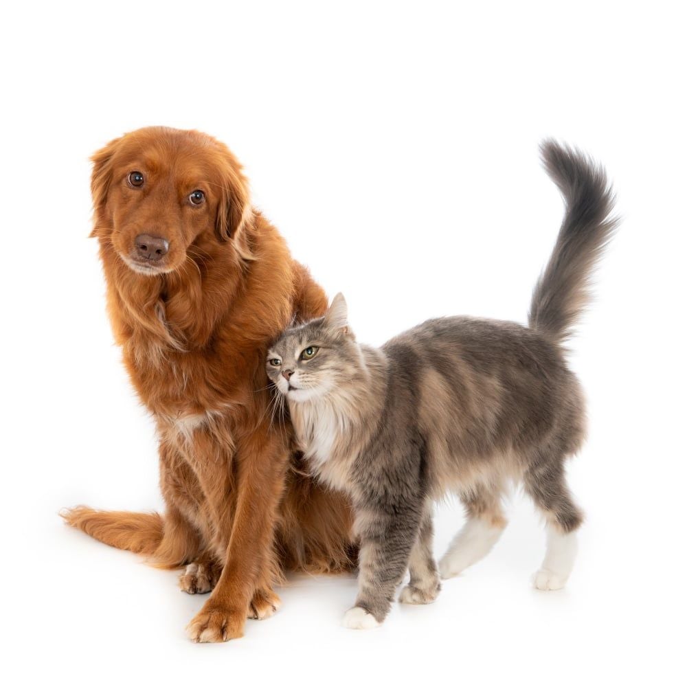 Köpeğiniz ve Kediniz İçin Evcil Hayvan Bakımında Temel İpuçları