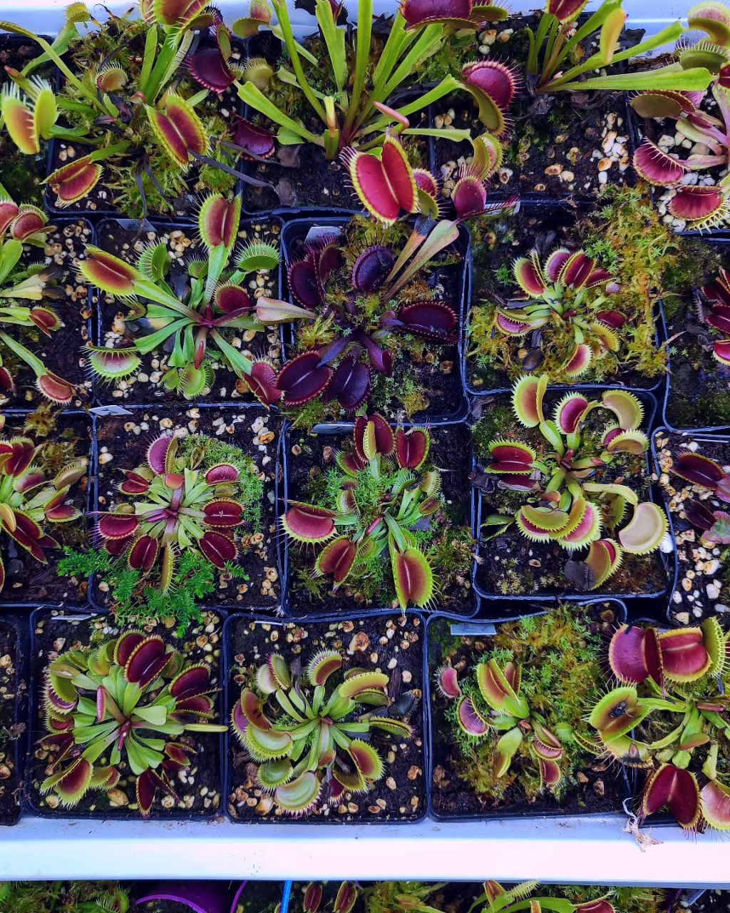Koleksiyonluk Dionaea Kultivarları: Sabır, Seçicilik ve Biraz Takıntı