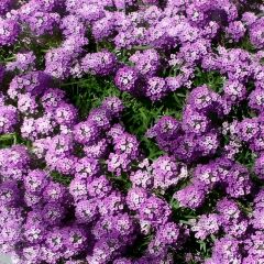 ﻿Alisyum Mor Çiçek –Ballıca -  Kraliyet - Halısı Tohumu