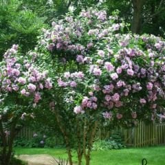 ﻿Ağaç Hatmi Fidanı - Hibiscus Syriacus