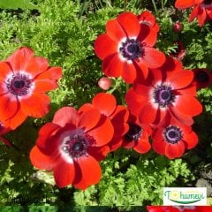 Anemon Çiçeği - Coronaria de Caen Kırmızı