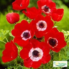 Anemon Çiçeği - Coronaria de Caen Kırmızı