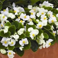 Begonya - Beyaz - Küçük Hanım Çiçeği Fidesi - begonia