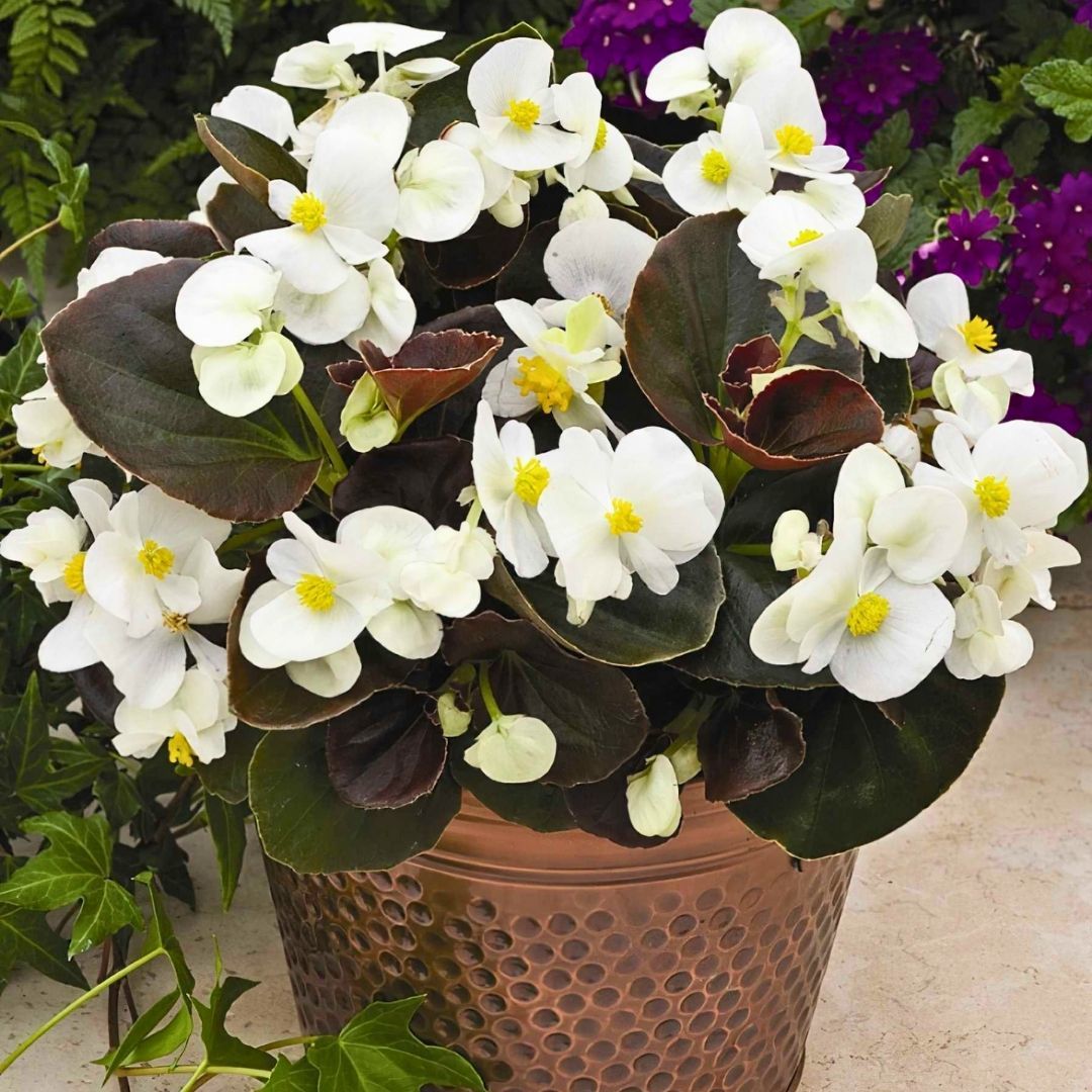 Begonya - Beyaz - Küçük Hanım Çiçeği Fidesi - begonia
