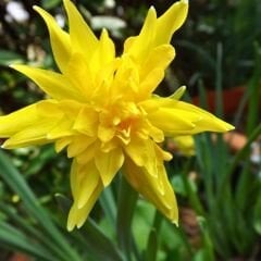 Rip Van Winkle Nergis Soğanı – Sarı