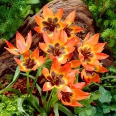 Botanik Lale Mix - Botanical Tulips