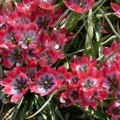 Botanik Lale Mix - Botanical Tulips