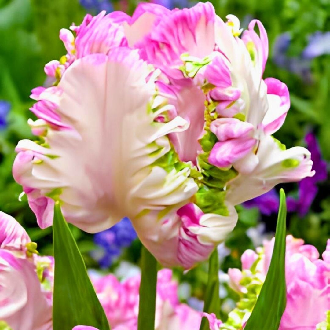 Cabanna Parrot Lale Soğanı - Tulipa