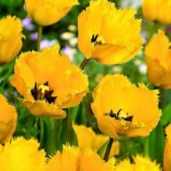 Crystal Star Lale Soğanı Sarı - Tulipa