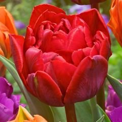 Red Princes Lale Soğanı Kırmızı - Double Tulipa