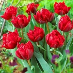 Red Princes Lale Soğanı Kırmızı - Double Tulipa