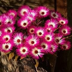 Buz mezem çiçeği - Mesembryanthemum