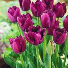 Purple Crystal Lale Soğanı Fuşya - Tulipa