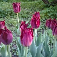 Purple Crystal Lale Soğanı Fuşya - Tulipa