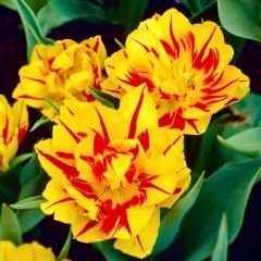 Monsella Lale Soğanı Sarı Kırmızı – Tulipa Double