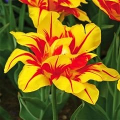 Monsella Lale Soğanı Sarı Kırmızı – Tulipa Double