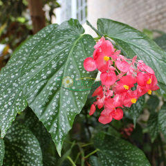 ﻿Çilli Begonya Çiçeği Saksıda – Corallina var. Lucerna