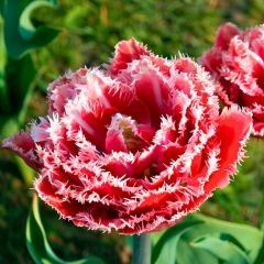 Quatar Lale Soğanı Kırmızı – Tulipa Double