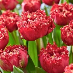 Quatar Lale Soğanı Kırmızı – Tulipa Double