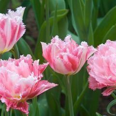 Queensland Lale Soğanı Soft Pembe – Tulipa Double