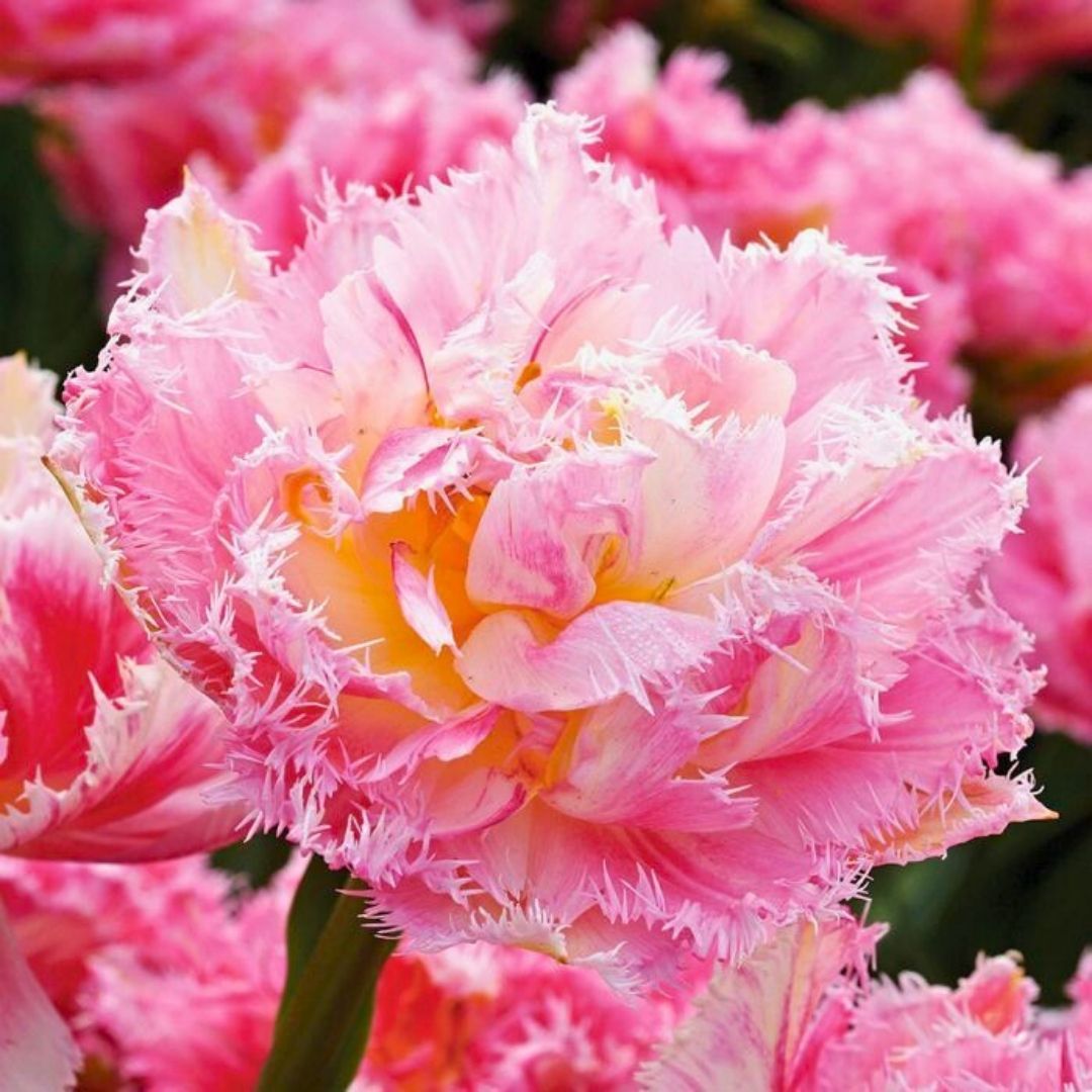 Queensland Lale Soğanı Soft Pembe – Tulipa Double