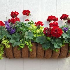 Sardunya Çiçeği Kırmızı - Pelargonium potted Colorama Saksılı