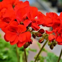 Sardunya Çiçeği Kırmızı - Pelargonium potted Colorama Saksılı