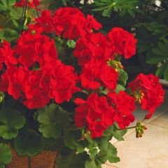 Sardunya Çiçeği Kırmızı - Pelargonium potted Colorama Saksılı