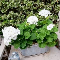 Beyaz Sardunya fidesi - Pelargonium X Zonale - Clasic White