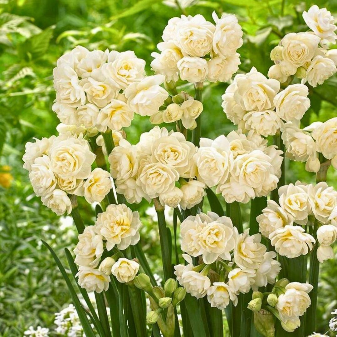 ﻿Erlicher Nergis Soğanı – Double Daffodil