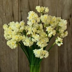 ﻿Erlicher Nergis Soğanı – Double Daffodil