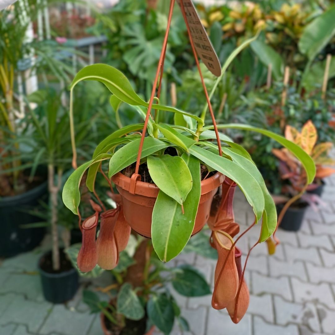 Nepenthes Alata – Et Obur Bitkisi
