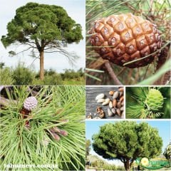 ﻿Fıstık Çamı Tohumu - Panaceae