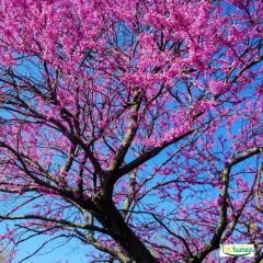 Erguvan Ağacı Tohumu  - Cersis Siligvastram